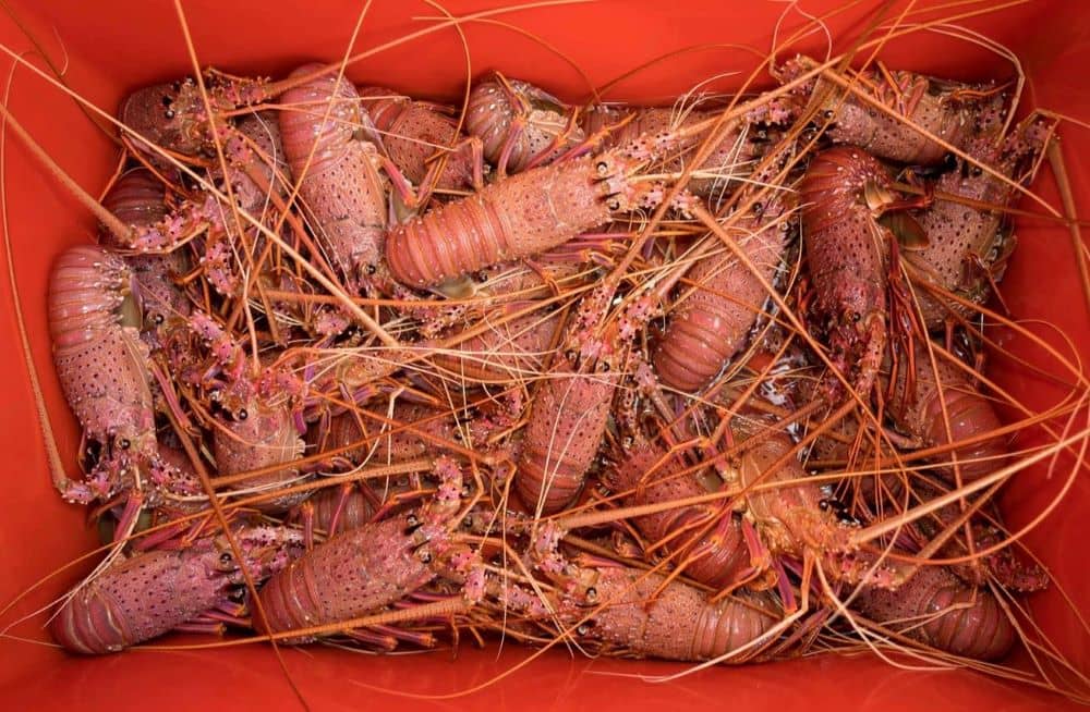 The Ultimate Guide to Catching Crayfish [Plus Tips]